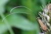 Nemophora metallica